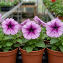 Petunia Express Pum Vein Plants (Set of 3 or 6)