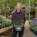 Salvia Sangoons Plum Crazy Plant (5L Pot)