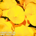 Pansy Delta Pro Yellow Plants (Set of 3 or 6)