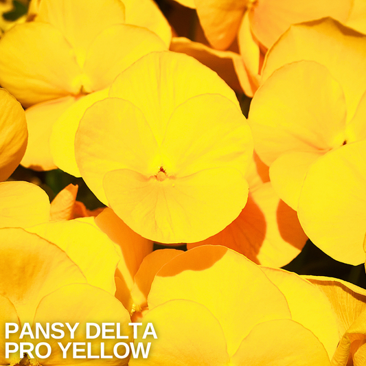 Close-up of bright golden-yellow pansies with broad overlapping petals filling the frame