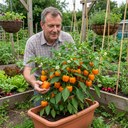Sweet Pepper Snack Orange Plants (Set of 3 or 6)