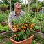 Set of 3 or 6 Large Plants - Sweet Pepper Snack Orange, Ready to Plant in Your Garden