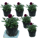 Lobelia Starship Burgundy Upright Plants (Set of 3 or 6)
