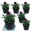 Set of 3 or 6 Lobelia Starship Burgundy Upright Hardy Perennial Plants, Outdoor Garden Ready, 1 Litre Root Ball