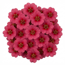 Potentilla Miss Wilmott Shrub Plants (Set of 3 or 6)