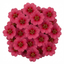 Set of 3 or 6 Potentilla Miss Wilmott Hardy Perennial Shrub Plants, Bee Friendly Summer Flowering, Outdoor Garden Ready, 1 Litre Root-Ball