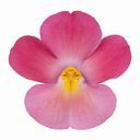 Nemesia Nuvo Rose Improved Plant (2L Pot)