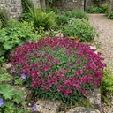 Arabis Aubrieta Deep Rose Plants