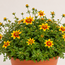 Bidens Taka Tuka Yellow Red Star Plant
