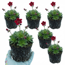Saxifrage Ice Colours Red Plants (Set of 3 or 6)