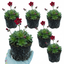 Set of 3 or 6 Saxifrage Ice Colours Red Plants, Hardy Alpine Perennial Rockery Ground Cover, Outdoor Garden Ready, 1 Litre Root-Ball