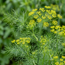 Fresh Fennel Herb Plants (Set of 3 or 6)