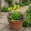 Set of 3 or 6 Primula veris Pure Yellow Hardy Perennial Plants, Spring Flowering, Outdoor Garden Ready, Root-Ball