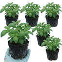 Basil Tauris Fresh Live Herb Plants (Set of 3 or 6)