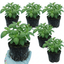 Set of 3 or 6 Basil Tauris Fresh Live Herb Plants, Aromatic Culinary Basil for Cooking & Kitchen Garden, 1 Litre Root Ball