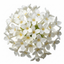 1 Osmanthus Delavayi Plant, Fragrant Evergreen Shrub, Outdoor Garden Ready, 19cm Root Ball