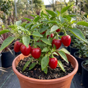 Grow Your Own Sweet Pepper Snack Red Plant