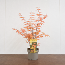 3L Orange Leaf Acer Tree, Nursery Pot, Patio Garden Pots