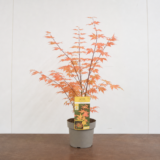 Japanese maple with orange palmate leaves on slender dark stems in a grey nursery pot, label attached