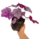 Heuchera Wildberry Plant (2L Pot)