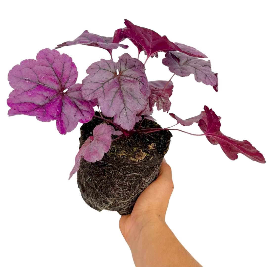 Heuchera 'Wildberry' (Coral Bells) – Evergreen Perennial (2L Pot)