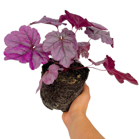 Heuchera 'Wildberry' (Coral Bells) – Evergreen Perennial (2L Pot)