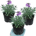 Erysimum Bowles Mauve Evergreen Wallflower Plants (Set of 3 or 6)