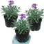 Set of 3 or 6 Erysimum Bowles Mauve Evergreen Hardy Perennial Wallflower Plants, Outdoor Garden Ready, 1 Litre / 11cm Root-Ball