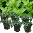 Peppermint Plant