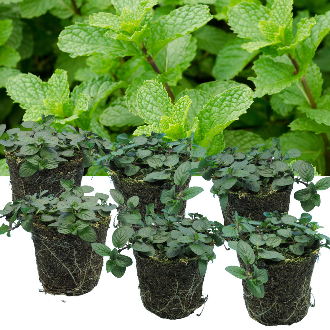Peppermint (Mentha x piperita) – Hardy Perennial Herb (Set of 3 or 6)