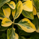 Ligustrum Aureum Plant (2L Pot)
