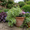 Plectranthus Coleoides / Swedish Ivy Plants (Set of 3 or 6)