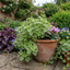 Set of 3 or 6 Large Plants - Plectranthus Coleoides / Swedish Ivy, Outdoor Garden Ready