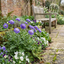 3 Scabious Blue Note Hardy Perennial Plants, Bee Friendly Pincushion Flower, 1 Litre Root Ball