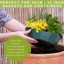 7 Fresh Culinary Herbs Plant