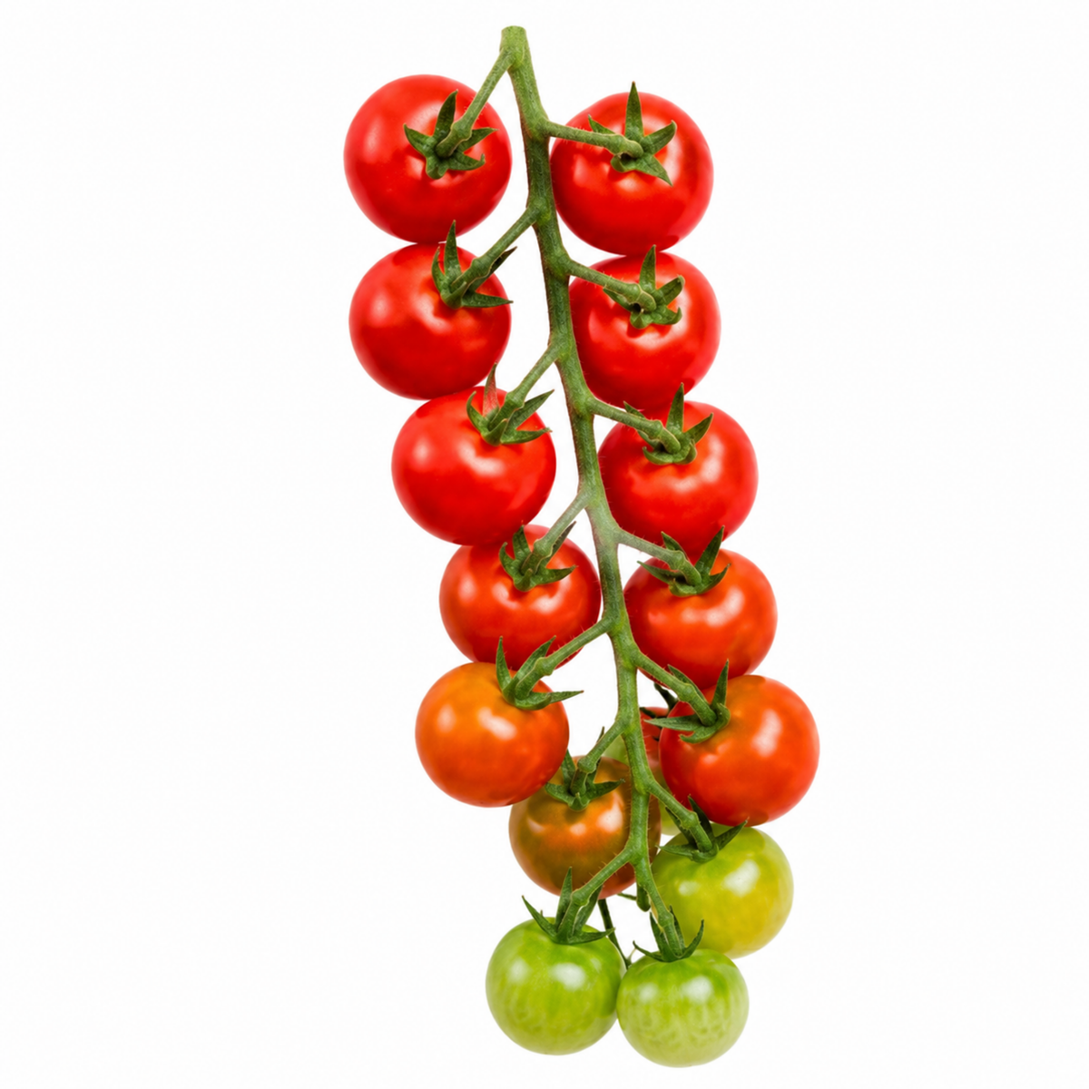 Tomato 'Tumbling Tom Red' – Ready Planted Tomato Basket (25cm Hanging Basket)