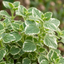 Set of 3 or 6 Large Plants - Plectranthus Coleoides / Swedish Ivy, Outdoor Garden Ready