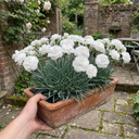 Fragrant Cottage Pink Dianthus Memories Plant (5L Pot)