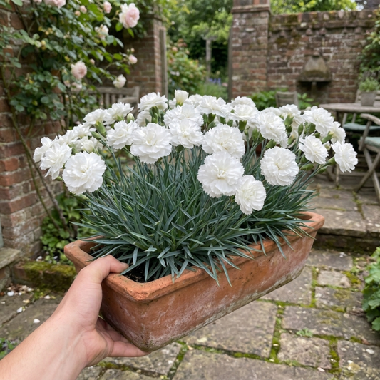 Terracotta trough of pure white double pinks with frilled petals above blue-grey grassy leaves