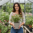 3Ltr Orange Patio Rose Plant, Hardy Bush, Nursery Pots