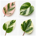 3 Designer Variegated Live Collection Plants