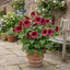 1 Lavatera Burgundy Wine Tree Mallow, Hardy Perennial Flowering Shrub for Cottage Garden, 2L Root-Ball