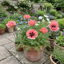 Papaver Orientale Garden Gnome Victoria Louise Plants (Set of 3 or 6)