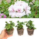 Geranium Trailing Blanche Roche Plants (Set of 3 or 6)