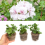 Set of 3 or 6 Large Plants - Geranium Trailing Blanche Roche, Ready to Plant in Your Garden
