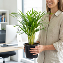 Areca Palm Plants