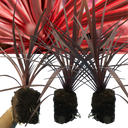 Cordyline Red Star Plant