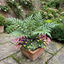 Set of 3 or 6 Cyrtomium Fortunei Holly Fern Plants, Hardy Evergreen Shade Loving Perennial Ferns, Outdoor Garden Ready, 1 Litre / 11cm Root-Ball