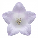 First Frost Plantain Lily Plants (Set of 3 or 6)