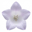 Set of 3 or 6 Large Hosta Plants - First Frost Plantain Lily, Ready to Plant in Your Garden
